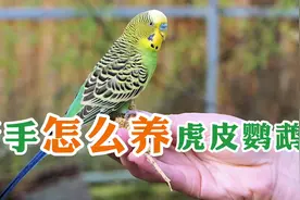 新手怎么养虎皮鹦鹉视频封面