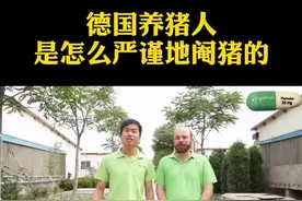 严谨的德国人是怎么阉猪的？这水平，我认为和我可以比肩😜#养猪神技