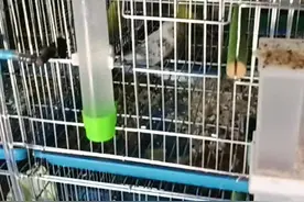 大头虎皮 玄凤养殖场#玄凤鹦鹉 #大头虎皮 #虎皮鹦鹉视频封面