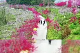 美丽广元——又见桃花朵朵开！苍溪黄猫垭的春天看过来！#桃花朵朵开 #春天里 @四川文旅 @广元日报社视频封面