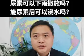 尿素可以下雨撒施吗？施尿素后可以浇水吗？#肥料#尿素 #怎样施肥 视频封面