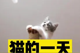 猫的一天是怎么度过的#猫 #记录猫咪日常 #猫的一天 #宠物知识 #萌宠出道计划 #铲屎官的乐趣 #铲屎官和他的主人 视频封面