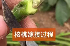 核桃经典嫁接方法～方块芽接！#热门 #抖音小助手视频封面