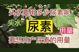 高产田头水尿素的用量及方法，#农业种植 #棉花 #农资人视频封面