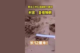 黑龙江一村庄惊现神秘脚印 村民:活了40多年没见过。专家:像猫科动物脚印，但此处没有老虎分布视频封面
