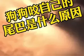 狗狗咬自己尾巴是怎么回事？我来告诉大家#抖音小助手 #宠物视频封面