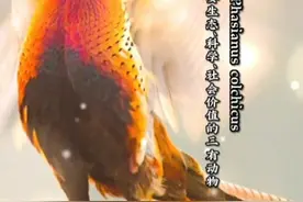 网友：吃？！进去几年，出来新冠肺炎都成历史了，我看好你哦🤒  国家三有保护动物·环颈稚 #抖音春光正当时 #珍爱动物保护动物 #茶茶野保法宣