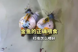 金鱼怎么正确喂食，记住喂红虫的几个技巧鱼少出问题视频封面