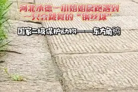 会跳舞的“钢丝球”为国家二级保护动物——东方角鸮，非受伤，勿救助#抖音动物图鉴 #cop15全球短视频征集活动 视频封面