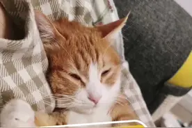 芭娜娜，别埋了…没人跟你抢…#猫猫的铲屎官 #科普 #吸猫 @抖音短视频
