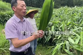 全国寻找优质粽叶品种，今天终于找到，品种为江西，湖南油叶品种视频封面