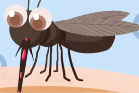 蚊子吸血时好狠，撑爆肚皮也要继续喝！#冷知识 #百科 #育儿 #科普 #蚊子