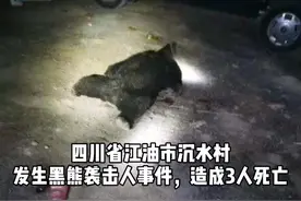 #四川江油黑熊咬死3村民 江油发生黑熊袭击人事件，造成3村民被咬死，目前警方已击毙1头黑熊，正在山上寻找其余熊视频封面