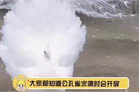  #原来母孔雀也会开屏 白雪皑皑的也太好看了吧视频封面