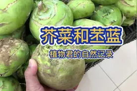 #一点植物学 两种大头菜，芥菜和苤蓝，谁是谁？