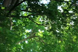 每天一碗鸡汤，饱饮半数沧桑#治愈系 #解压 #唯美意境 #心灵疗愈视频封面
