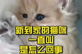 新到家的猫咪一直叫是怎么回事？#萌宠 #宠物猫 #猫咪 #猫咪叫 视频封面