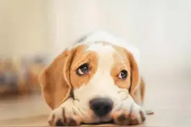 狗狗的鼻头褪色了怎么办？#萌宠推荐官 @抖音短视频视频封面