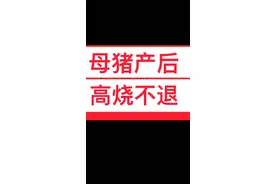 母猪产后高烧不退？#养猪 #养猪人视频封面