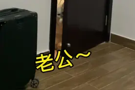 四川猫老大饿了还会叫老公#猫咪成精 #猫语十级 @抖音短视频 #动物的迷惑行为 #越想我越生气视频封面
