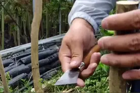 紫薇嫁接方法分享。