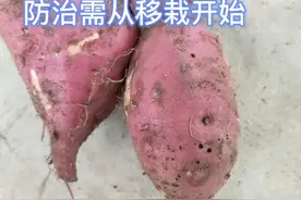 小象甲防治需从苗开始处理，全面套餐是DS蜱，氟虫腈，吡虫啉，配合使用#甘薯小象甲#地下害虫@抖音短视频视频封面