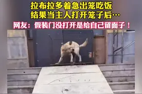 10月18日，河北邯郸。拉布拉多着急出笼吃饭，结果当主人打开笼子后…网友：假装门没打开是给自己留面子！#多多 视频封面