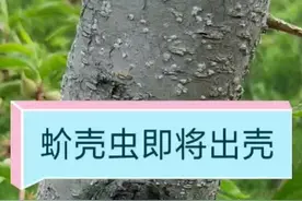 5月上旬蚧壳虫即将出壳，防治关键时期就是此时#果树病虫害 #桃树苗 #桃树管理 #果树 #三农 #农业