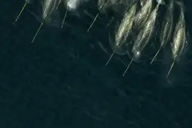 你知道吗？独角鲸那根长长的东西，并不是角而是牙#这个视频解开了我多年疑惑视频封面