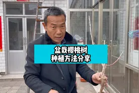 盆栽樱桃树种植方法#樱桃树苗种植培育 #果树种植 #果树盆栽