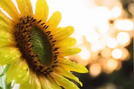 西周青铜器欣赏       师爷爷朱复戡先生 当年在上海交大 设计的视频封面