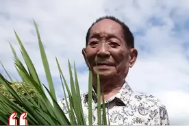 明星眼中不一样的袁隆平🌾#袁老我们想你了 #袁隆平诞辰视频封面