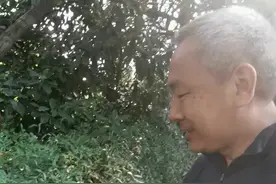 南天竹  今天欣赏一下南天竹这种中药材视频封面