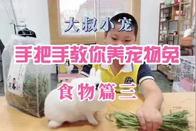 #兔子 #兔兔 #宠物兔 不爱吃提摩西草怎么办？视频封面