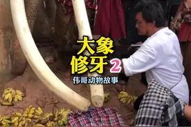 您见过给大象修牙吗？#解压视频 #国外生活 #迷惑行为大赏