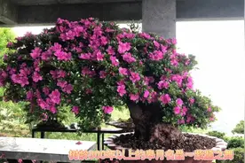 盆栽最大皋月杜鹃～紫龍之舞，树龄超300年，日本小林荣司出品视频封面