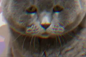 小猫咪也能吃到鸡肉拌饭啦！#国产猫粮#优基猫粮视频封面
