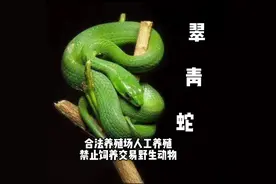 科普下翠青【我很胆小，温顺无毒】#翠青蛇 #科普 #宠物蛇#绿锦蛇