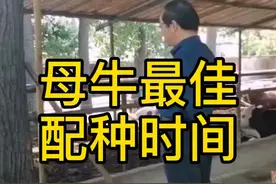 #养殖 #肉牛养殖 #泽牧久远