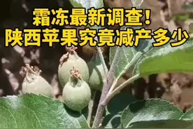 最近网上不少言论，说陕西苹果今年的霜冻影响超过了2018年，实际情况如何呢？我们也走访了陕西几个苹果主产区～视频封面