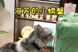 泡芙第一次见螃蟹 我好像做错了……视频封面