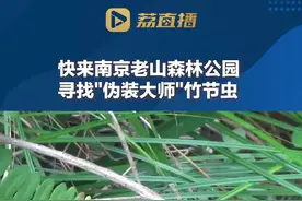 "伪装大师" #竹节虫现身南京老山森林公园 #江苏全民目击视频封面