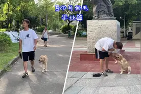 5个月小 #金毛 上学🎒前后的对比，没有对比就没有伤害！ #宠物