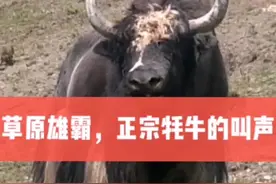 真正的草原大牦牛的叫声是这样的，惊不惊喜？#牧民生活 #作品推广 #感谢官方感谢热门 #感谢官方我要上热门视频封面