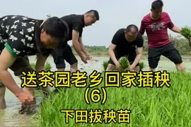 在我们老家，农村每年的五六月份是最忙的时候，一边割麦一边插秧，小时候一到这个季节，全家男女老幼齐出动，有拔秧苗的，有运秧头的，有插秧的，现在很多年轻人连田都没下过了。视频封面