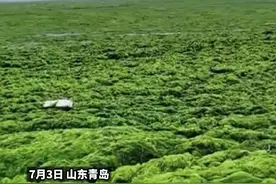 #青岛海岸浒苔灾害 规模创历史新高，目前已打捞24万吨视频封面