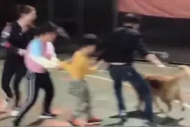 一家“五”口玩老鹰捉小鸡，金毛身手敏捷战果颇丰：它竟知道规则#小鸡 #老鹰 #战果 视频封面