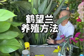 鹤望兰家庭养殖方法，开花像仙鹤一般。5-7天浇水一次视频封面