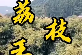 我劝大家不要种荔枝#荔枝 #水果 #奇闻趣事视频封面