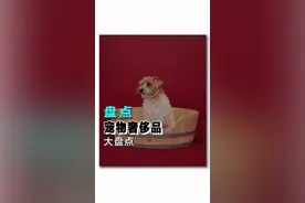 原来主子们也可以如此的壕...#时尚 #潮流 #宠物 #奢侈品 视频封面